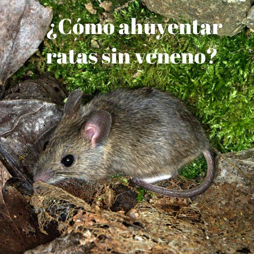 ¿Cómo ahuyentar ratas sin veneno?